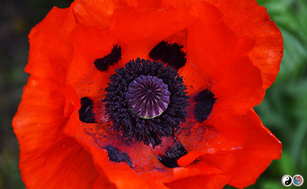 Floare, Herastrau, luna Mai