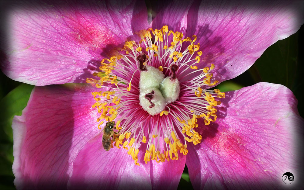 foare in Bucovina, primavara