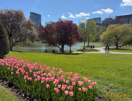 Boston – Orașul