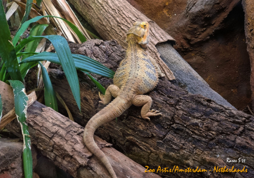 RARES-AMSTERDAM-ZOO-10