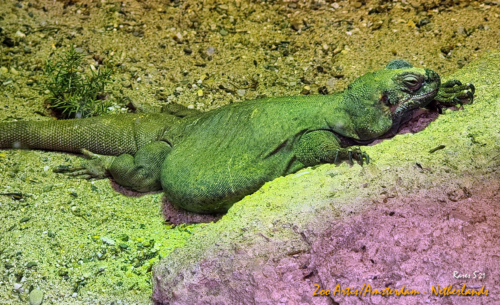 RARES-AMSTERDAM-ZOO-12
