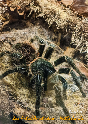 RARES-AMSTERDAM-ZOO-47