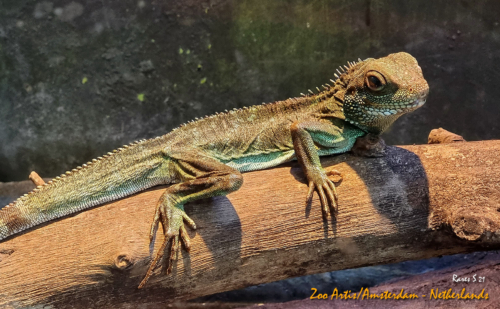 RARES-AMSTERDAM-ZOO-8