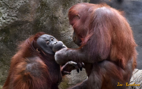 Zoo-12