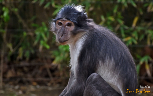 Zoo-9