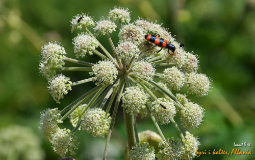 Blue eye 2016 21 (1)