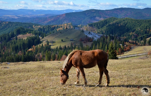 Bucovina (2)