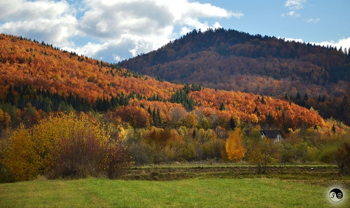 Bucovina (7)