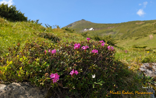 PXL 20250607 073637809.MP 