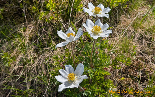 PXL 20250607 075307108.MP 