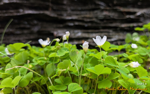 PXL 20250608 075750091.MP 