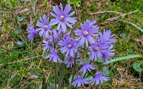 PXL 20250608 081512635.MP2 