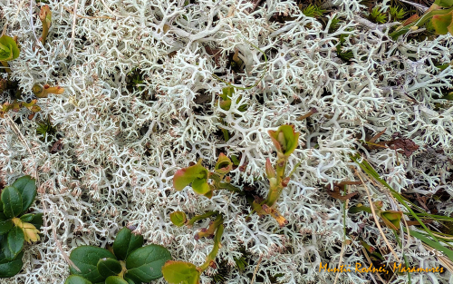 PXL 20250608 083649926.MP2 