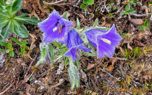 PXL 20250608 100127579.MP2 