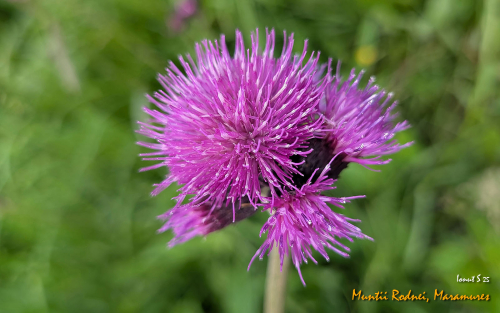 PXL 20250609 072151296.MP 