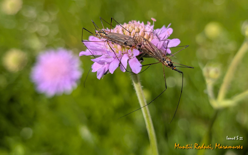 PXL 20250609 083704926.MP 