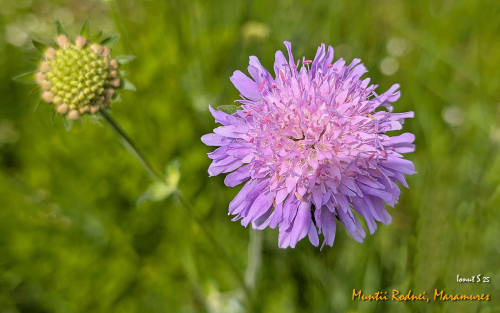 PXL 20250609 083746300.MP 