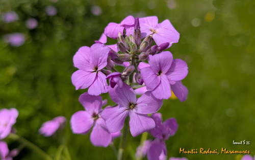 PXL 20250609 083812208.MP 