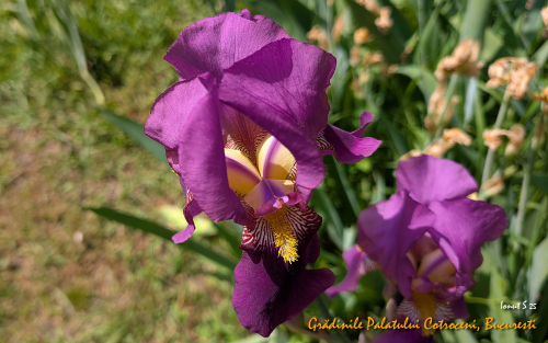 PXL 20250502 083850765.MP 