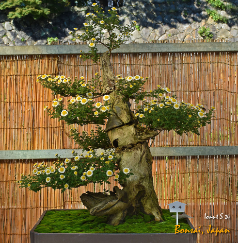 Bonsai-DSC 5266