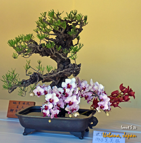 Ikebana-DSC 4821