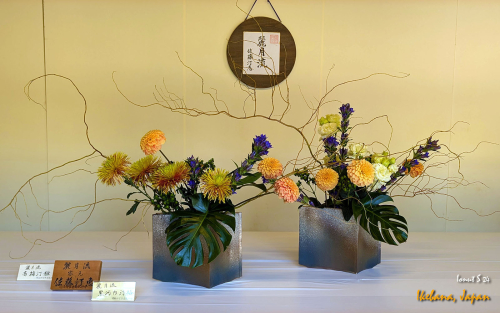 Ikebana-PXL 20241103 022400763