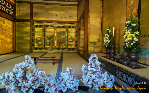 Ninna-ji-Temple-PXL 20241109 032450291