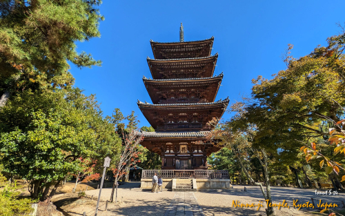 Ninna-ji-Temple-PXL 20241109 041203472