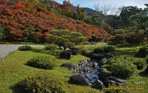 Isuien-Garden-DSC 5553