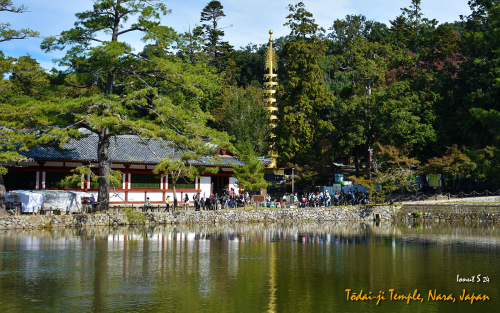 Todai-ji-Temple-DSC 5574