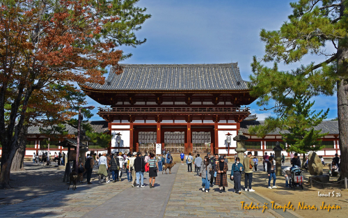 Todai-ji-Temple-DSC 5576
