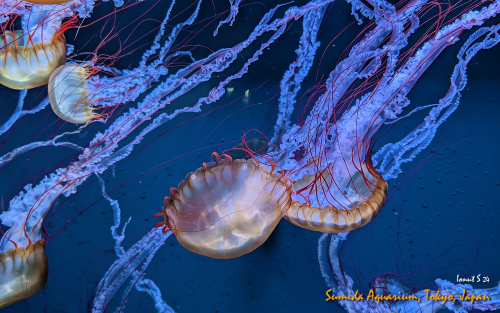 PXL 20241101 073149652.NIGHT 