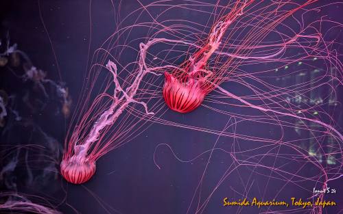 PXL 20241101 073224550.NIGHT 