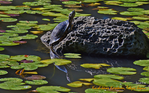 Koishikawa-Korakuen-DSC 4756