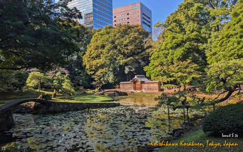Koishikawa-Korakuen-PXL 20241103 001001274