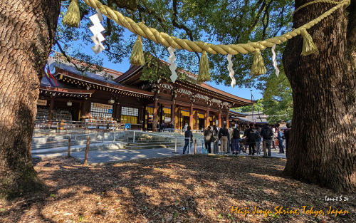 Meiji-Jingu-Shrine-PXL 20241103 021853662