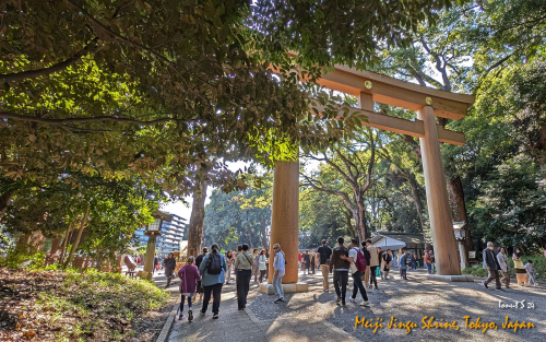 Meiji-Jingu-Shrine-PXL 20241103 032016337
