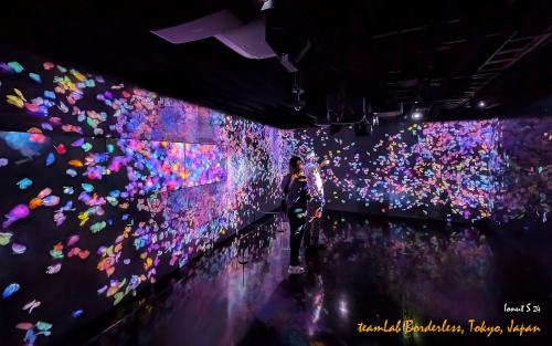 teamLab-Borderless-PXL 20241105 000335605