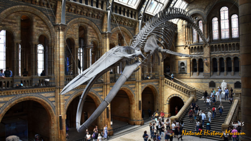 Natural History Museum