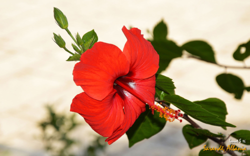 Sarande 2016 Florile 01