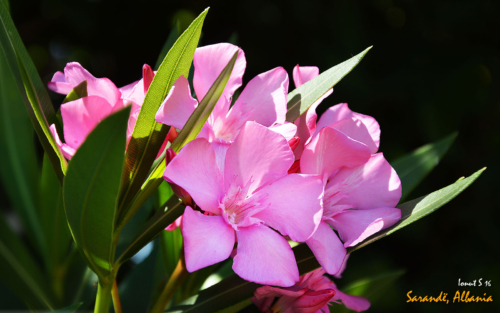 Sarande 2016 Florile 02 (1)