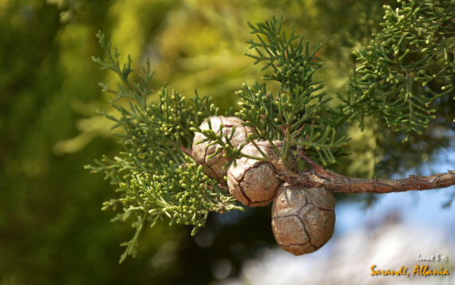 Sarande 2016 Florile 03 (1)