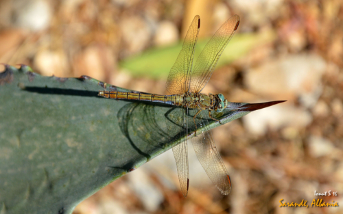 Sarande 2016 Florile 04