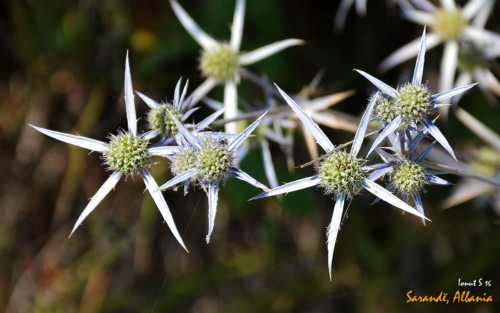 Sarande 2016 Florile 06