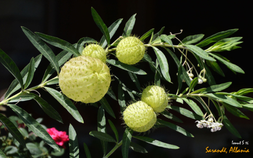 Sarande 2016 Florile 07