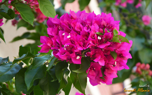 Sarande 2016 Florile 08 (1)