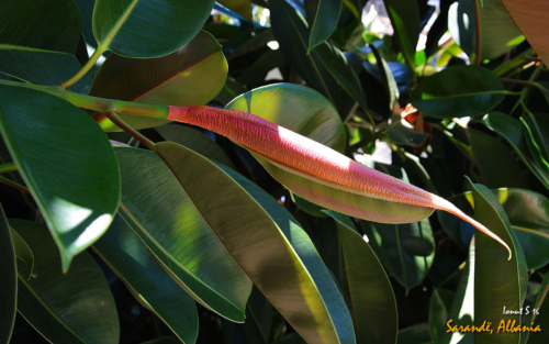 Sarande 2016 Florile 09