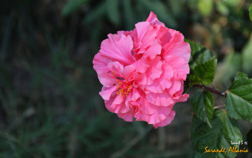 Sarande 2016 Florile 11 (1)