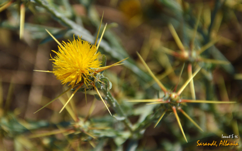 Sarande 2016 Florile 12 (1)