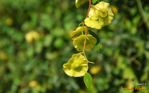 Sarande 2016 Florile 14 (1)